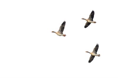 Grauwe gans