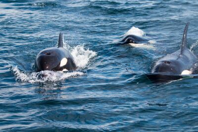 Three Orca's