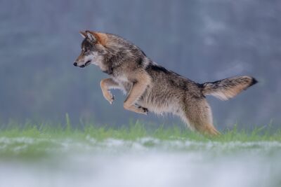 Jumping wolf