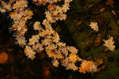 Herbstflüstern – hochwertige Fine-Art Wanddekoration auf Acrylglas, Leinwand oder Dibond