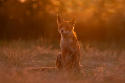 "Glücklicher Fuchs im goldenen Abendlicht"