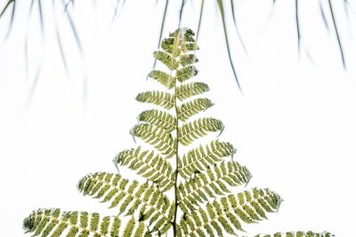 Fern Leaf in Symmetry and Light