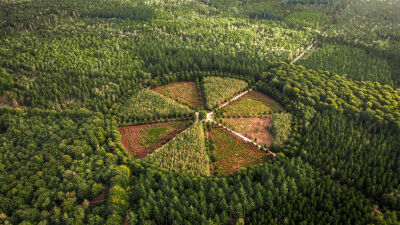 Eenzame Eik op de Utrechtse heuvelrug