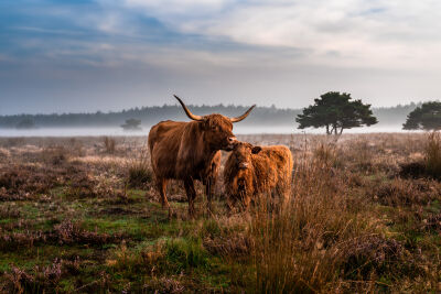 Schotsehooglander met kalf