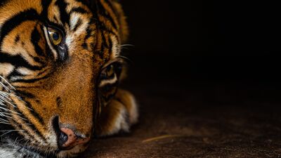 Tijger die wacht op de aanval