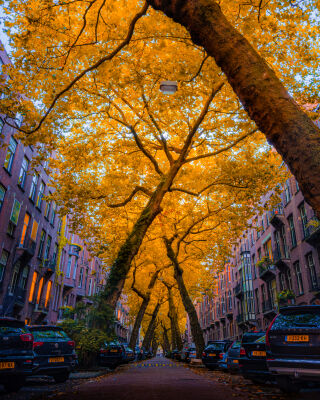 Lomanstraat Amsterdam in Autumn vibe