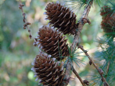 Stil leven dennenappels