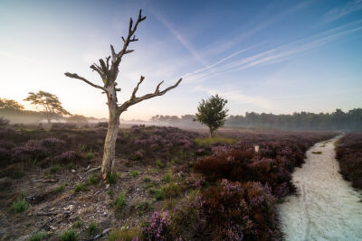 Dode bomen in Kalmthoutse Heide 
