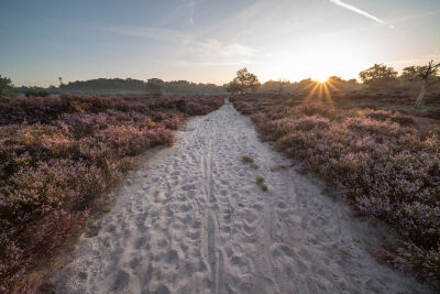 Heide in de Kalmthoutse Heide