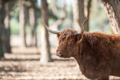 Schotse Hooglander in het bos