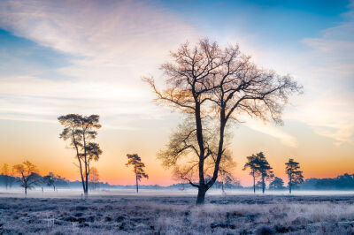 Drunense Duinen met ochtendnevel