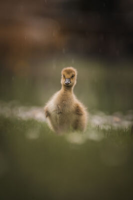 Baby goose in the rain