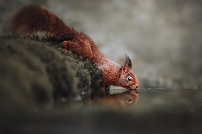 Eekhoorn aan de waterkant