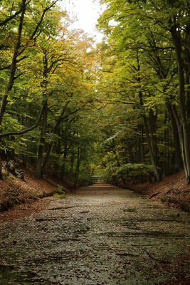 Bosgracht Landgoed Clingendael