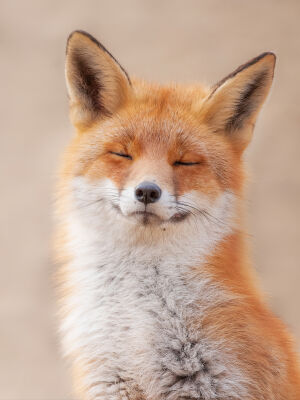 Zen Fox