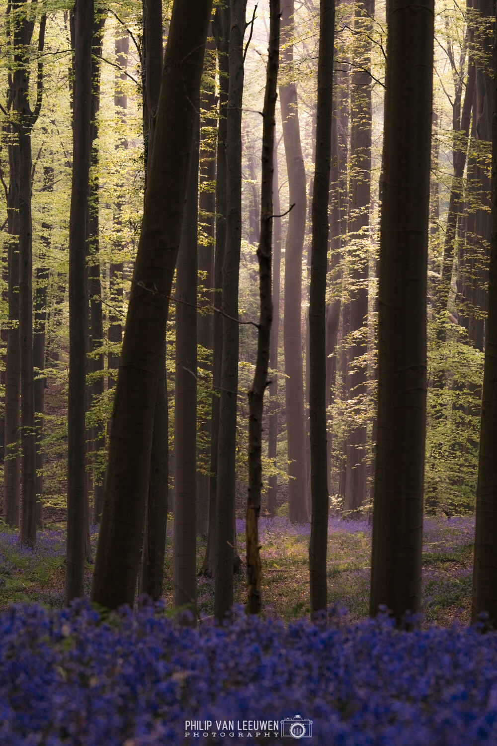 Blue Forrest