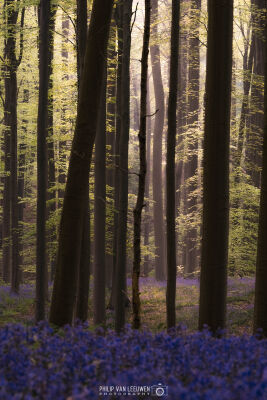 Blue Forrest