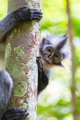 Thomas leaf monkey (Thomas's langur) North Sumatran leaf monkey