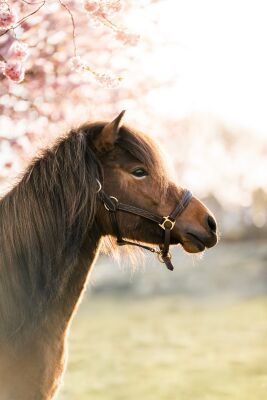 Horse in Spring beneath Blossoms in Warm Light