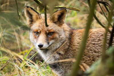 Vos in het struikgewas