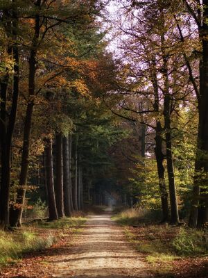 Into the woods