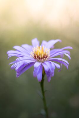 @mytruecolours - Blume der Verbundenheit