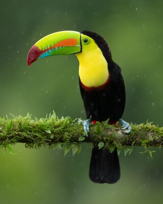 Exotische pracht – De Zwavelborsttoekan