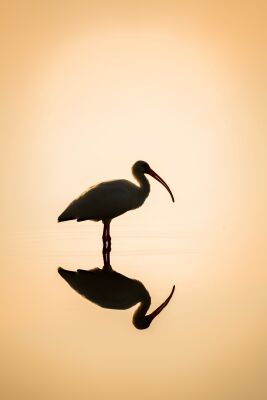 Reflectie in het Licht Silhouet van een Ibis Vogel bij Zonsondergang