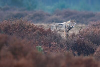 Beeindruckender Wolf in der Heide