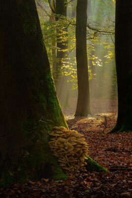 Boslandschap in herfstkleuren