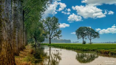 Classic Dutch polder landscape with windmill and waterfowl﻿.