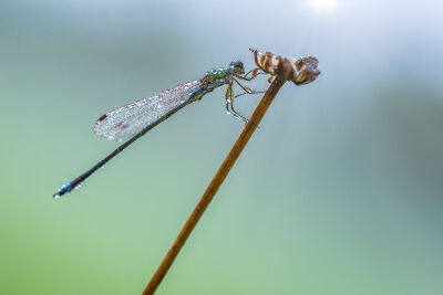 early morning dew/frozen motion