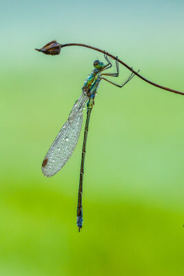 frozen moment in life