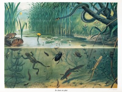 Schoolplaat In Sloot En Plas