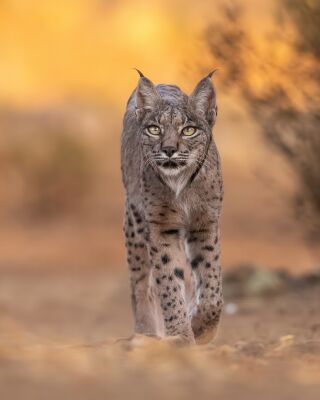 Majestueuze Jager – De Iberische Lynx