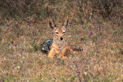Zwartrugjakhals rustend in het gras – Ngorongoro Krater, Tanzania