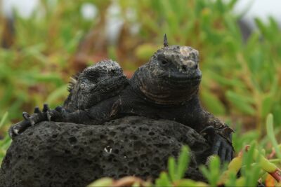 Marine Iguana