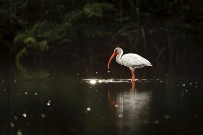 Rust in het Water Witte Ibis bij de Vijver