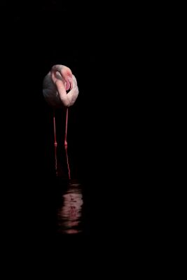 Flamingo in Stilte Minimalistisch Portret in het Donker