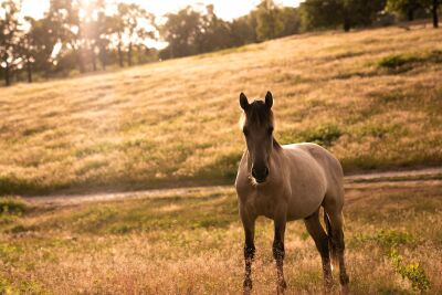 Wild Paard tijdens zonsondergang