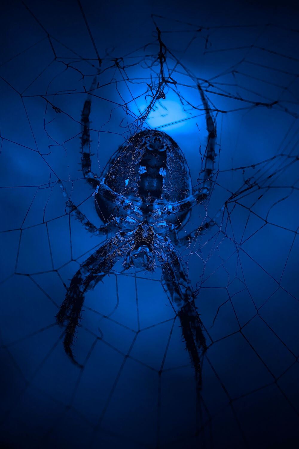 Nachtelijke bezoeker