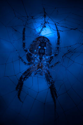 Nachtelijke bezoeker