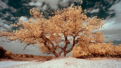 Infrarood landscape yellow tree