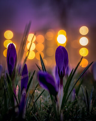 Urban flowerfeeld rising