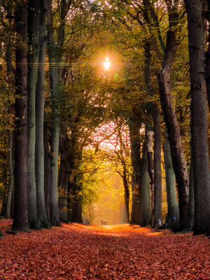 Autumn in het Rijsterbos