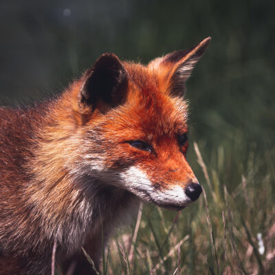 Fox Portrait Amsterdamse Waterleidingduinen