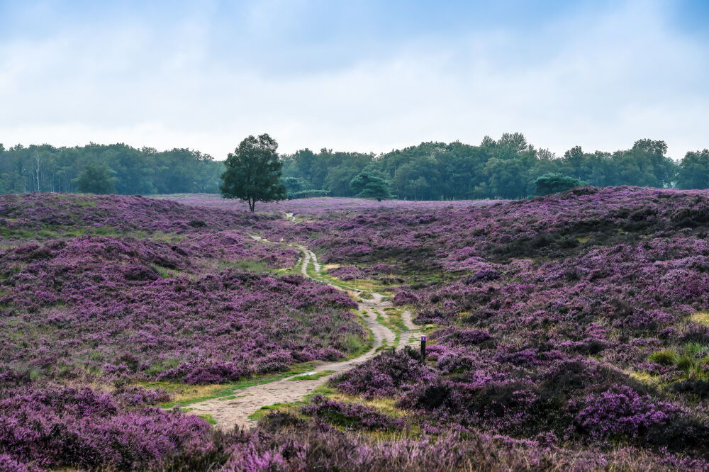 lavendel weide