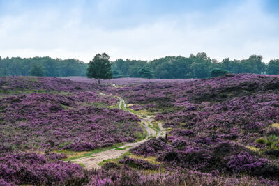 lavendel weide