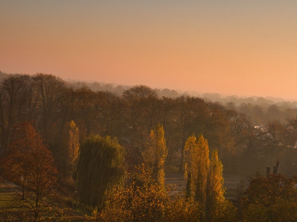 Herfst en nevel in de ochtend over bomen