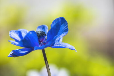 Blue flower